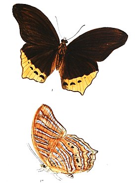 Ilustração da borboleta T. clarissa macho, espécie-tipo do gênero Terinos;[1] com reflexos púrpura-azulados nas asas, que dependem do ângulo de visão.[2]