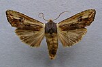 Xylena vetusta – Specimen