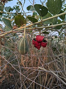 Fruit de capparis spinosa en Behbahan