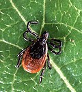 Thumbnail for Lyme disease