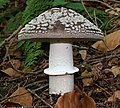 Margoji musmirė (Amanita pantherina)