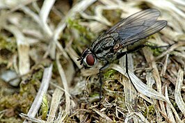 Anthomyia monilis