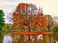 Herbstfärbung