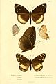 Euploea goudotii (Figur 2)