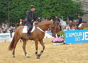 Caballo con pechera