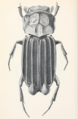 Cartwrightia cartwrighti