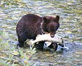 A WikiBear cub enjoying a trout