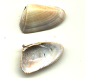 A shell of the bivalve mollusk Donax hanleyanus