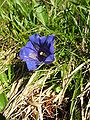 Gentiana acaulis