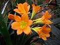 Clivia × cyrtanthiflora, гібрид Clivia miniata × Clivia nobilis (Мец, Франція)