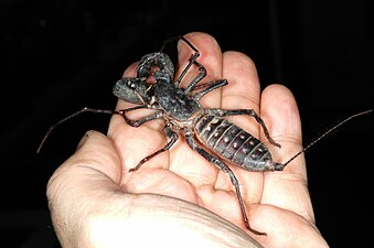 大型サソリモドキとして知られる Mastigoproctus giganteus