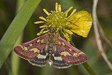 Pyrausta.purpuralis.7557.jpg