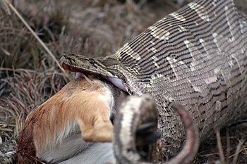 Stretching to consume an antelope