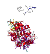 1uu8: Two limiting diastereomeric (syn and anti) conformation cargo to the retro/anterograde pathway. Crystal structure of the human kinase domain 1uu8, 1xws & 1zrz pim1: 1xws (from-use images@ ebi refs.@ pubchem) BI1 search 3-{1-[3-(DIMETHYLAMINO)PROPYL]-1H-INDOL-3-YL}-4-(1H-INDOL-3-YL)-1H-PYRROLE-2,5-DIONE)