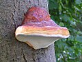 Fomitopsis pinicola