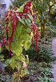 Amaranthus caudatus