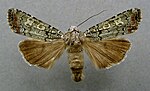 Actebia praecox – Specimen