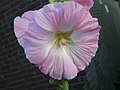 Alcea rosea L.