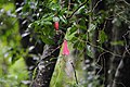 Copihues, Chile's national flower, growing at the reserve