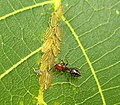 Obriera Crematogaster scutellaris gardant un grop de nierons.