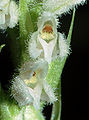 Dennenorchis