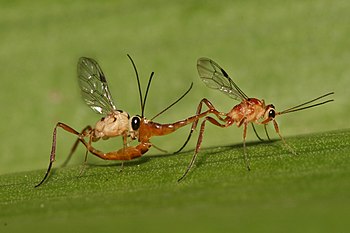 Cremastinae wasps mating