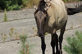 Cheval de couleur sable marchant, vu de face.