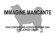 Immagine di Microgale gracilis mancante