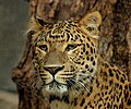 Northern Chinese leopard kept in Jardin des Plantes in Paris