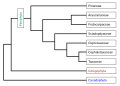 Image 13Phylogeny of the Pinophyta based on cladistic analysis of molecular data. (from Conifer)