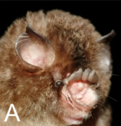 Head of brown bat