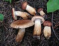 Bärtiger Ritterling Tricholoma vaccinum