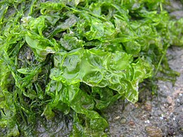 Tengerisaláta (Ulva lactuca)