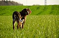 Gibbs des Chaumes de Thiérache, spaniel Picardie muda berusia 6 bulan