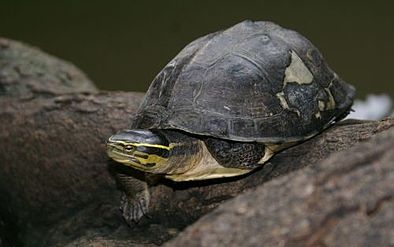 Asian Box Turtle Cuora amboinensis