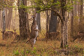 A chital (Axis axis) stag in the Nagarhole National Park in a region covered by a moderately dense[p] forest.