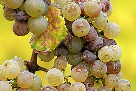 Botrytis cinerea sobre uvas Riesling.