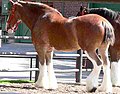 Caballo con "medias blancas" en las cuatro patas