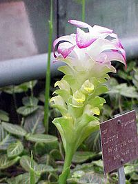 莪术 Curcuma aeruginosa