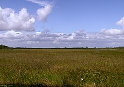 The most prominent feature of the Everglades are the sawgrass prairies found across the region.