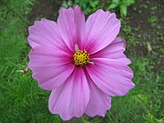 Cosmos bipinnatus