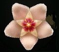 Hoya carnosa Single flower