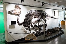 Lambeosaurus Beaty Biodiversity Museum.jpg