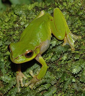 Pearson’s Tree Frog Litoria pearsoniana