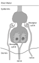 Mormyromast electroreceptor in Mormyrid fishes