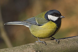 Lielā zīlīte (Parus major)