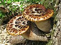 Vignette pour Polypore écailleux