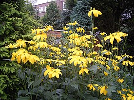 Syyspäivänhattu (Rudbeckia laciniata)