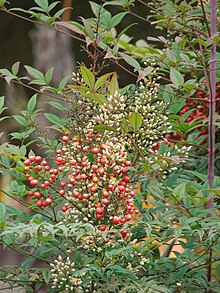 Starr 070621-7407 Nandina domestica.jpg