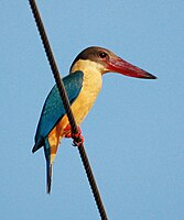 Stork-billed Kingfisher